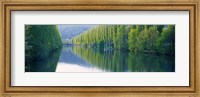 Poplar Trees On River Aare, Near Canton Aargau, Switzerland Fine Art Print