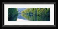Poplar Trees On River Aare, Near Canton Aargau, Switzerland Fine Art Print