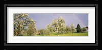 Pear trees in a field (Pyrus communis), Aargau, Switzerland Fine Art Print