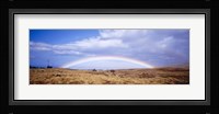 Field, Rainbow, Hawaii, USA Fine Art Print