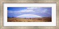 Field, Rainbow, Hawaii, USA Fine Art Print