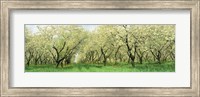 Rows Of Cherry Tress In An Orchard, Minnesota, USA Fine Art Print