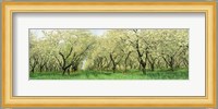Rows Of Cherry Tress In An Orchard, Minnesota, USA Fine Art Print