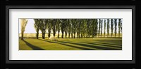 Poplar Trees Near A Wheat Field, Twin Falls, Idaho, USA Fine Art Print