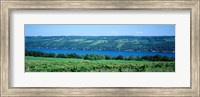 Vineyard with a lake in the background, Keuka Lake, Finger Lakes, New York State, USA Fine Art Print