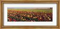 Tulip Field, Willamette Valley, Oregon, USA Fine Art Print
