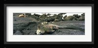 Marine Iguana Galapagos Islands Fine Art Print