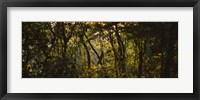 Sunset over a forest, Monteverde Cloud Forest, Costa Rica Fine Art Print