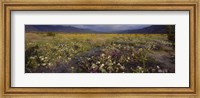 High angle view of wildflowers in a landscape, Anza-Borrego Desert State Park, California, USA Fine Art Print