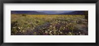 High angle view of wildflowers in a landscape, Anza-Borrego Desert State Park, California, USA Fine Art Print