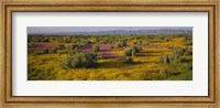 High Angle View Of Wildflowers In A Landscape, Santa Rosa, Sonoma Valley, California, USA Fine Art Print