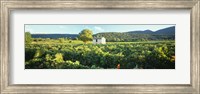 Vineyard Provence France Fine Art Print
