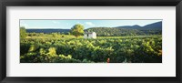 Vineyard Provence France Fine Art Print