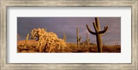 Low angle view of Saguaro cacti on a landscape, Organ Pipe Cactus National Monument, Arizona, USA Fine Art Print