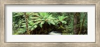 Rainforest, Mt. Field National Park, Tasmania, Australia Fine Art Print