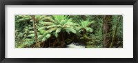 Rainforest, Mt. Field National Park, Tasmania, Australia Fine Art Print
