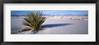Plant in the White Sands National Monument, New Mexico Fine Art Print