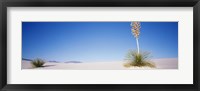 Tall Plant in the White Sands, New Mexico Fine Art Print