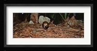 Lord Howe Woodhen Bird Standing Under The Tree, Lord Howe Island, Australia Fine Art Print