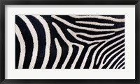 Close-up of Greveys zebra stripes Fine Art Print
