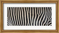 Grevey's Zebra Stripes Fine Art Print