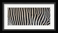 Grevey's Zebra Stripes Fine Art Print