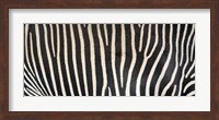 Grevey's Zebra Stripes Fine Art Print