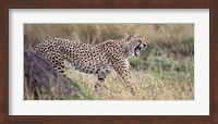 Cheetah walking in a field Fine Art Print