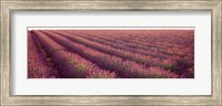 Close-up of Lavender fields, Plateau de Valensole, France Fine Art Print