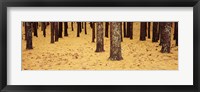 Low Section View Of Pine And Oak Trees, Cape Cod, Massachusetts, USA Fine Art Print