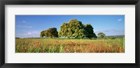 Flowers in a field, Andalusia, Spain Fine Art Print