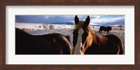 Horses in a field, Montana, USA Fine Art Print
