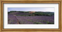 Lavenders Growing In A Field, Provence, France Fine Art Print