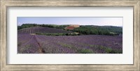 Lavenders Growing In A Field, Provence, France Fine Art Print