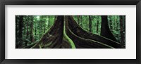 Roots of a giant tree, Daintree National Park, Queensland, Australia Fine Art Print