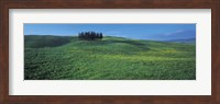 Cypress Trees In A Field, Tuscany, Italy Fine Art Print