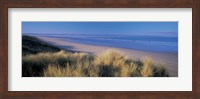 Tall grass on the coastline, Saunton, North Devon, England Fine Art Print