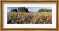Wild flowers in a field, Andalucia, Spain Fine Art Print