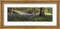 Bluebells In A Forest, Newton Wood, Texas, USA Fine Art Print