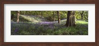 Bluebells In A Forest, Newton Wood, Texas, USA Fine Art Print