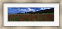 Flowers On A Field, Staxton, North Yorkshire, England, United Kingdom Fine Art Print