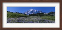 Wildflowers On A Landscape, Mt Rainier National Park, Washington State, USA Fine Art Print