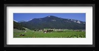 High Angle View Of A Vineyard, Valais, Switzerland Fine Art Print