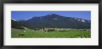 High Angle View Of A Vineyard, Valais, Switzerland Fine Art Print