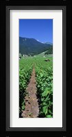 Path In A Vineyard, Valais, Switzerland Fine Art Print