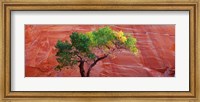 Low Angle View Of A Cottonwood Tree In Front Of A Sandstone Wall, Escalante National Monument, Utah, USA Fine Art Print