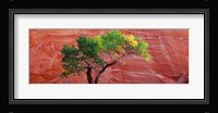 Low Angle View Of A Cottonwood Tree In Front Of A Sandstone Wall, Escalante National Monument, Utah, USA Fine Art Print