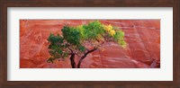 Low Angle View Of A Cottonwood Tree In Front Of A Sandstone Wall, Escalante National Monument, Utah, USA Fine Art Print