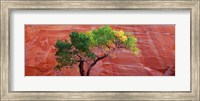 Low Angle View Of A Cottonwood Tree In Front Of A Sandstone Wall, Escalante National Monument, Utah, USA Fine Art Print