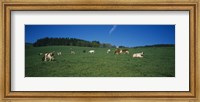 Herd of cows grazing in a field, St. Peter, Black Forest, Germany Fine Art Print